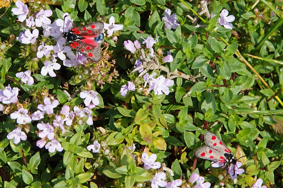 Zygaena corsica?